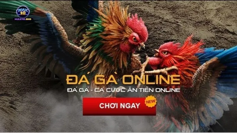 Trang Web Đá Gà Trực Tuyến Uy Tín, Xem HD Miễn Phí 6 nhung-tieu-chi-de-chon-trang-web-da-ga-uy-tin
