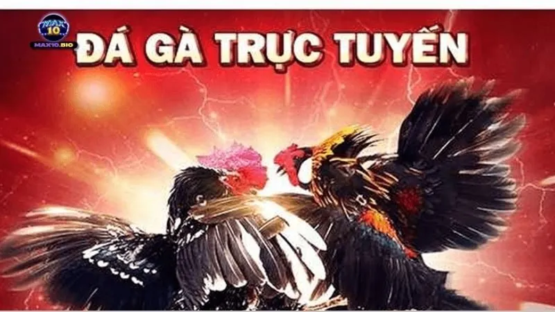 Trang Web Đá Gà Trực Tuyến Uy Tín, Xem HD Miễn Phí 5 khai-niem-ve-da-ga-truc-tuyen